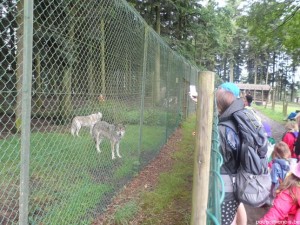Forestia (13)